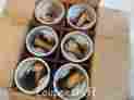 L504 L487 Permite Nos 6 Pistons 1931 32 Nash 33 Big 890 990 Std
