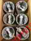 L698af Studebaker 1947-1950 6 Cyl Trw Std Piston Set