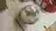 Sd240 923p Sterling Ihc Single Piston 060 Over Vertical Valve 1 Pin