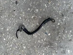 Porsche 911 Ground Strap Negative Battery Cable Engine 99660703000. Fixed Price $29.95.